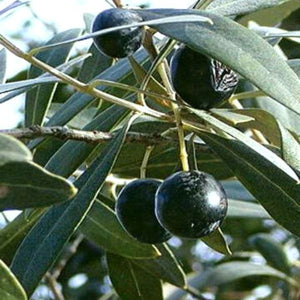 Arbequina Olive Tree (Olea europaea 'Arbequina') growing in a garden landscape, showing mature tree form.