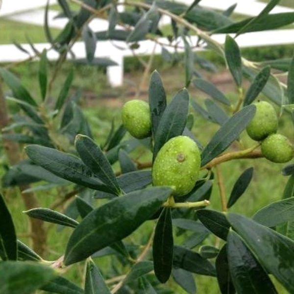 Arbequina Olive Tree (Olea europaea 'Arbequina'), a tree featuring white flowers and broad-leaved evergreen.