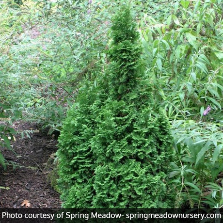Detail view of Degroot's Spire Arborvitae (Thuja occidentalis 'Degroot's Spire') showing plant structure and foliage.