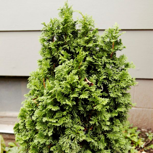 Evergreen foliage of Degroot's Spire Arborvitae (Thuja occidentalis 'Degroot's Spire') in a garden setting.
