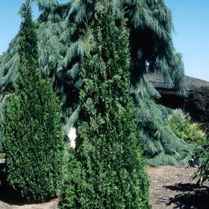 Degroot's Spire Arborvitae (Thuja occidentalis 'Degroot's Spire'), a tree featuring evergreen and columnar, erect form.