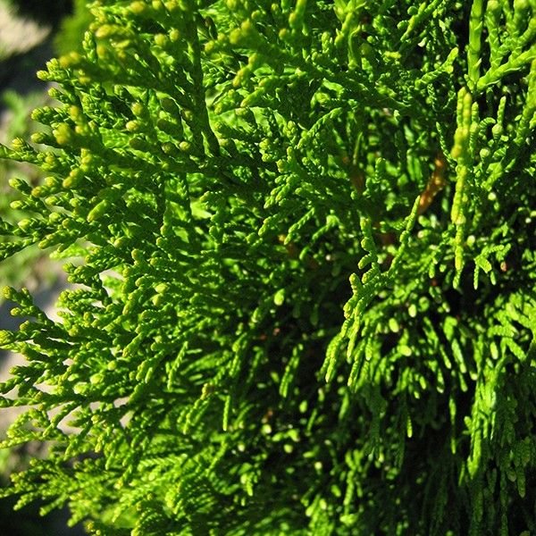 Emerald Green Arborvitae (Thuja occidentalis 'Smaragd') tree detail, image 6 of 11.