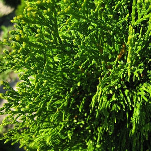 Emerald Green Arborvitae (Thuja occidentalis 'Smaragd') tree detail, image 6 of 11.
