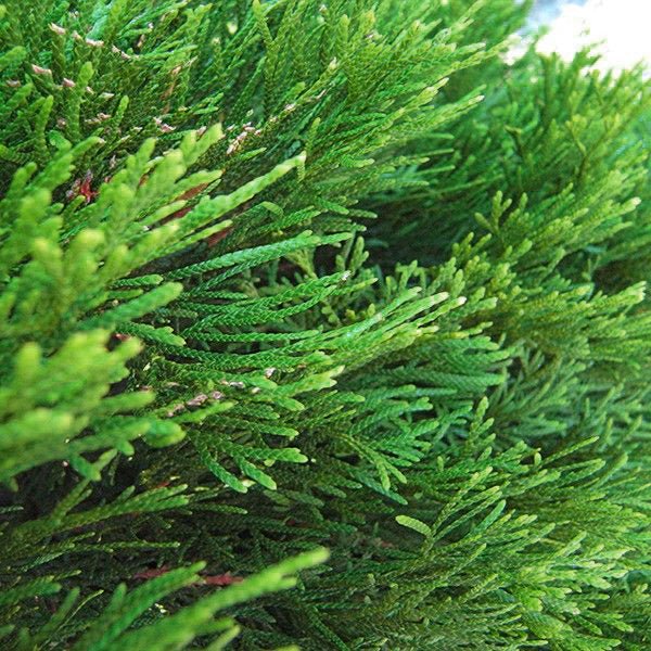 Emerald Green Arborvitae (Thuja occidentalis 'Smaragd') tree detail, image 8 of 11.