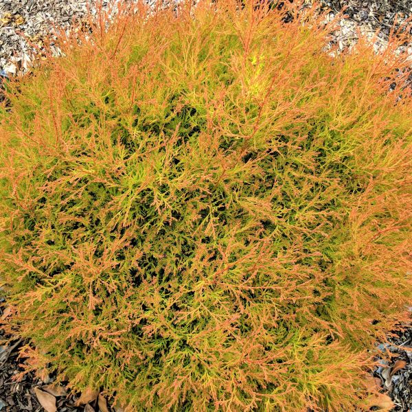 Fire Chief Arborvitae