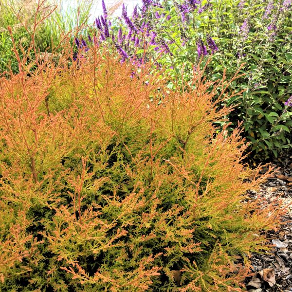 fire chief thuja Fire Chief Arborvitae
