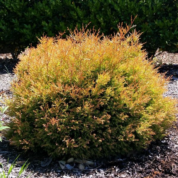 Fire Chief Arborvitae