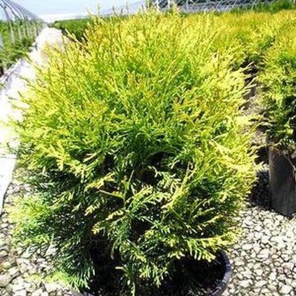 Detail view of Golden Globe Arborvitae (Thuja occidentalis 'Golden Globe') showing plant structure and foliage.