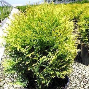 Detail view of Golden Globe Arborvitae (Thuja occidentalis 'Golden Globe') showing plant structure and foliage.
