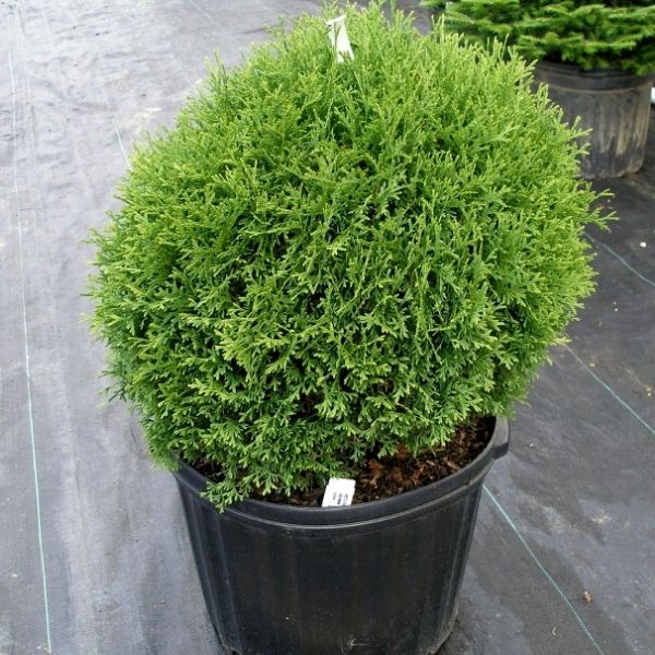 Hetz Midget Arborvitae | Buy at NatureHills.com