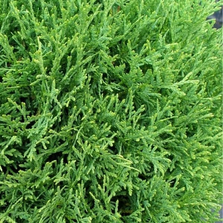 Hetz Midget Arborvitae (Thuja occidentalis 'Hetz Midget'), a shrub featuring evergreen and dense, pyramidal form.