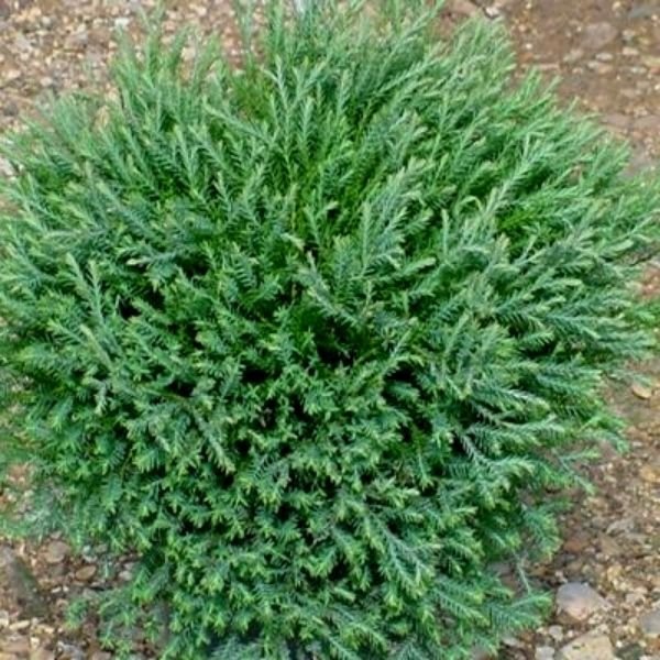 Mr. Bowling Ball Arborvitae: Round Dwarf