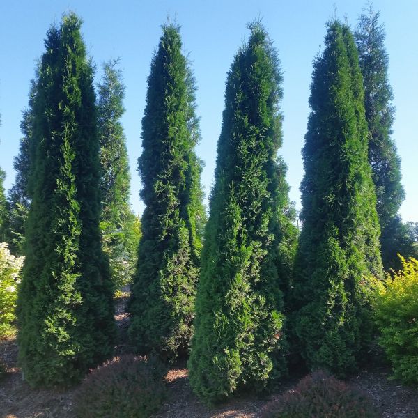 thuja comp weleda Echinacea/Thuja Comp – The Probiotic Store main image 0