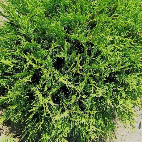 Detail view of Woodward Arborvitae (Thuja occidentalis 'Woodwardii') showing plant structure and foliage.