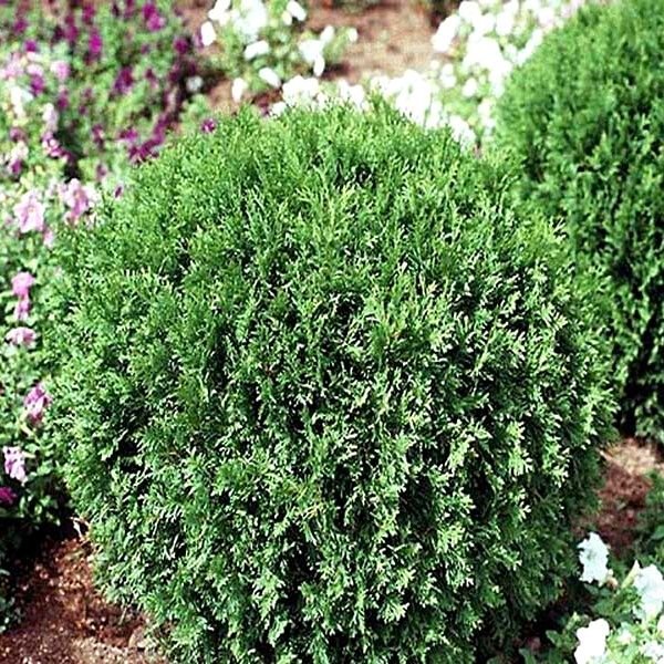 Woodward Arborvitae (Thuja occidentalis 'Woodwardii'), a shrub featuring evergreen and dense, pyramidal form.