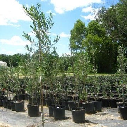 Arbosana Olive Tree - Nature Hills Nursery - #1 Container - 