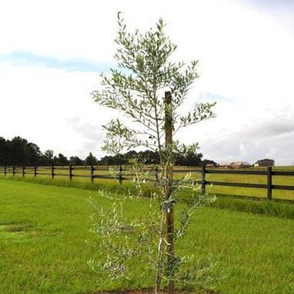 Arbosana Olive Tree - Nature Hills Nursery - #1 Container - 