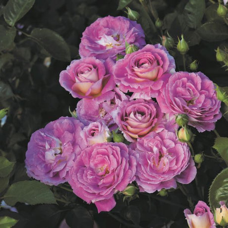 Arctic Blue&trade; Floribunda Rose - Nature Hills Nursery - #2 Container - 