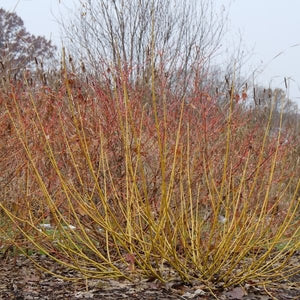 Arctic Fire&reg; Yellow Red - Osier Dogwood - Nature Hills Nursery - #3 Container - 