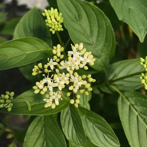 Arctic Fire&reg; Yellow Red - Osier Dogwood - Nature Hills Nursery - #3 Container - 