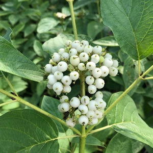 Arctic Fire&reg; Yellow Red - Osier Dogwood - Nature Hills Nursery - #3 Container - 