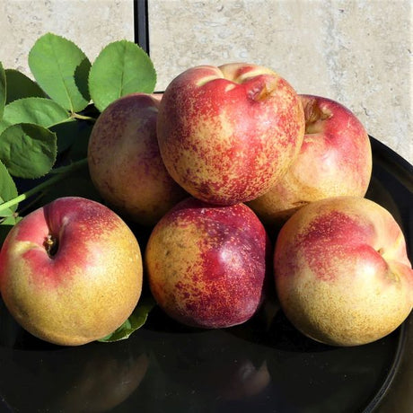 Arctic Rose White Nectarine Tree - Nature Hills Nursery - Paper Pot 4 - 5 Feet - 