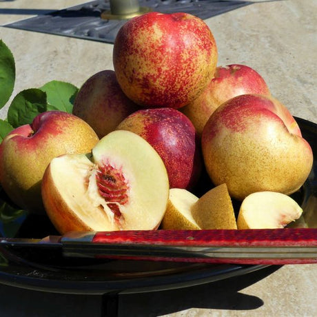 Arctic Rose White Nectarine Tree - Nature Hills Nursery - Paper Pot 4 - 5 Feet - 