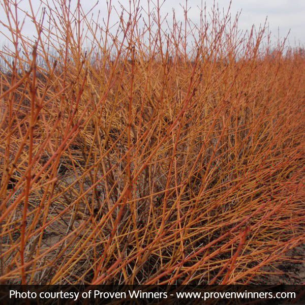 Arctic Sun&reg; Dogwood