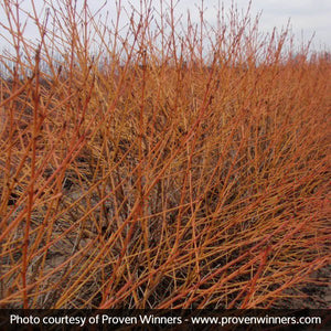 Arctic Sun&reg; Dogwood
