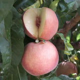 Arctic Supreme Peach Tree