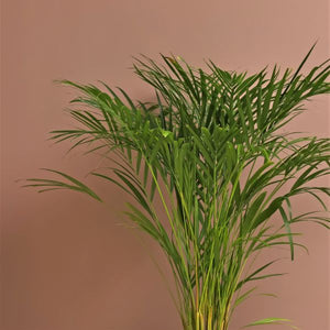 Areca Palm - Nature Hills Nursery - #3 Container - 