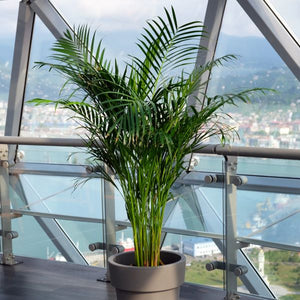 Areca Palm - Nature Hills Nursery - #3 Container - 