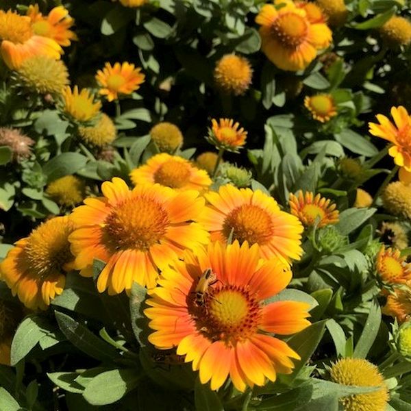 Arizona Apricot Blanket Flower - Nature Hills Nursery - #1 Container - 
