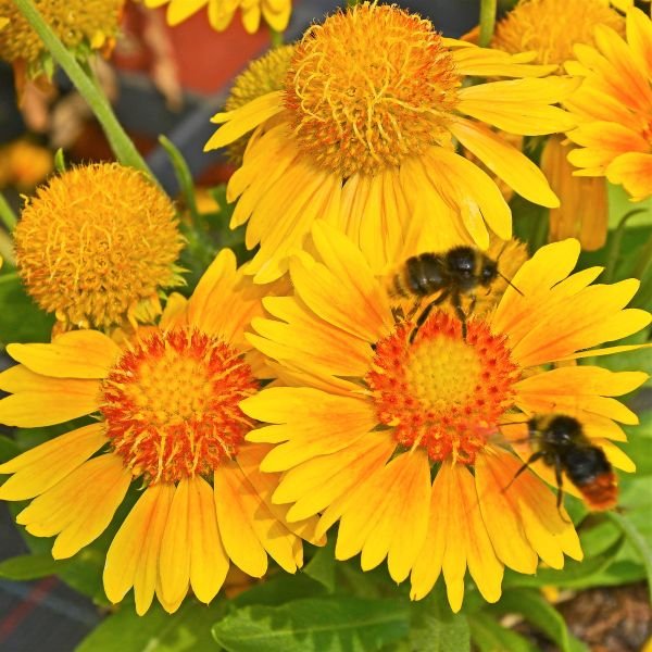 Arizona Apricot Blanket Flower - Nature Hills Nursery - #1 Container - 