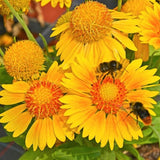 Arizona Apricot Blanket Flower - Nature Hills Nursery - #1 Container - 