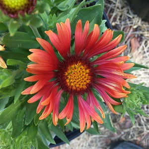Arizona Red Shades Blanket Flower - Nature Hills Nursery - #1 Container - 