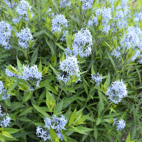 Arkansas Blue Star - Nature Hills Nursery - #1 Container - 