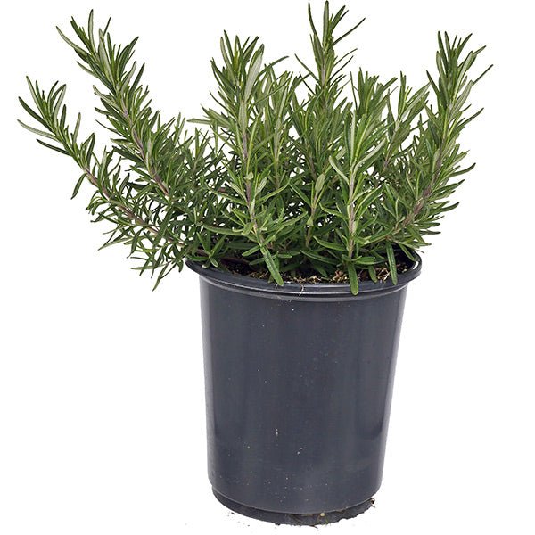 Arp Rosemary - Nature Hills Nursery - #1 Container 2 Pack - 