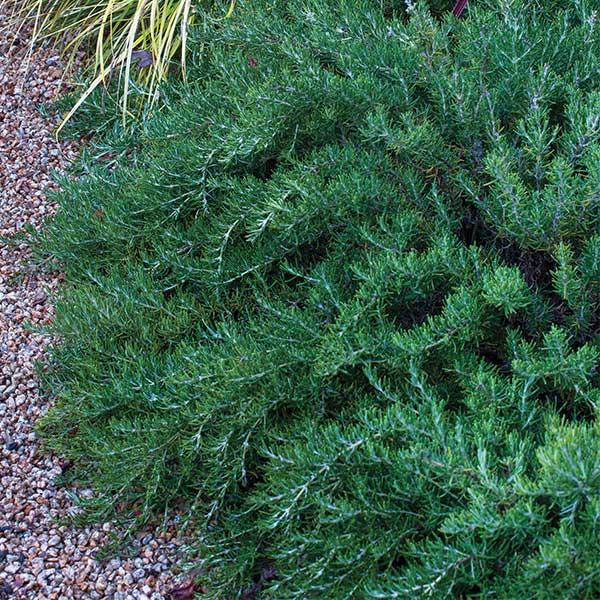 Arp Rosemary - Nature Hills Nursery - #1 Container 2 Pack - 