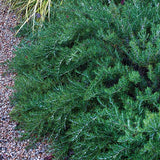 Arp Rosemary - Nature Hills Nursery - #1 Container 2 Pack - 