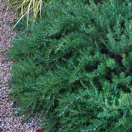 Arp Rosemary - Nature Hills Nursery - #1 Container 2 Pack - 