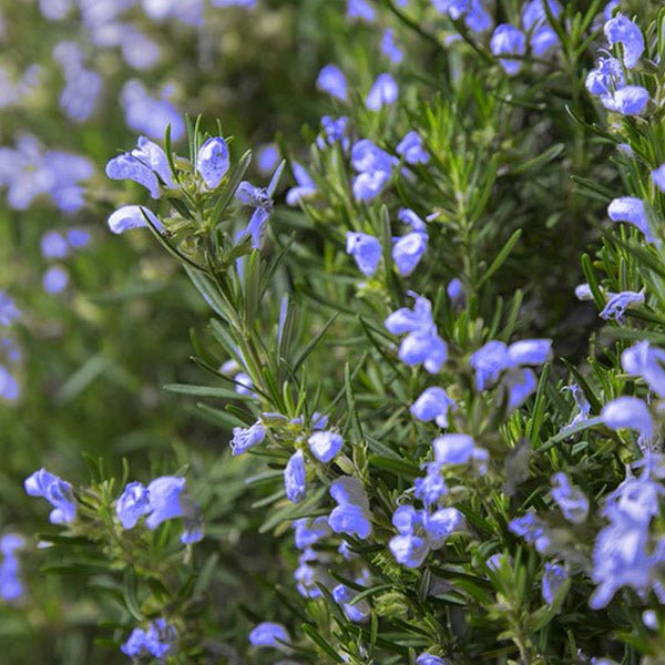 Arp Rosemary - Nature Hills Nursery - #1 Container 2 Pack - 
