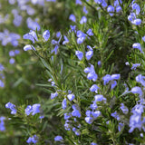 Arp Rosemary - Nature Hills Nursery - #1 Container 2 Pack - 