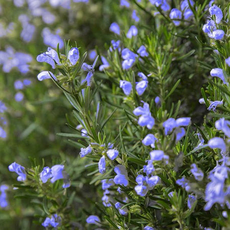 Arp Rosemary - Nature Hills Nursery - #1 Container 2 Pack - 