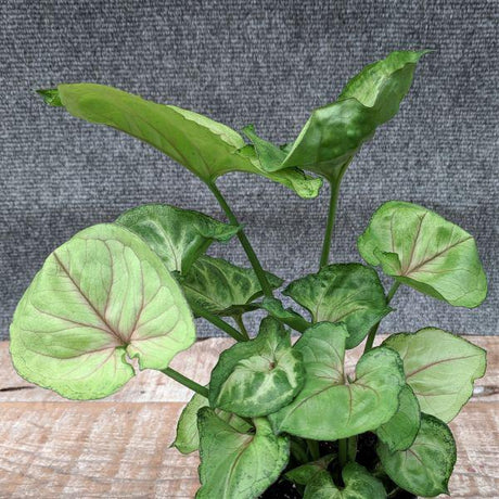 Arrowhead Plant - Nature Hills Nursery - 4 Inch Container - 