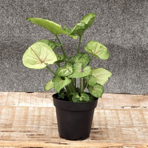 Arrowhead Plant - Nature Hills Nursery - 4 Inch Container - 