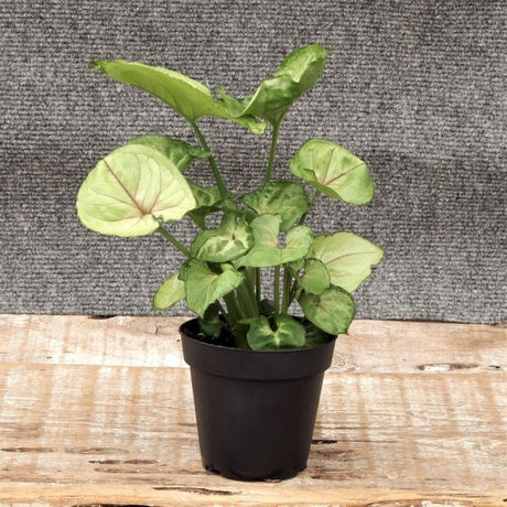 Arrowhead Plant - Nature Hills Nursery - 4 Inch Container - 