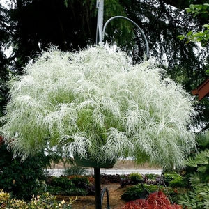 Artemisia Makana&trade; Silver - Nature Hills Nursery - #1 Container - 