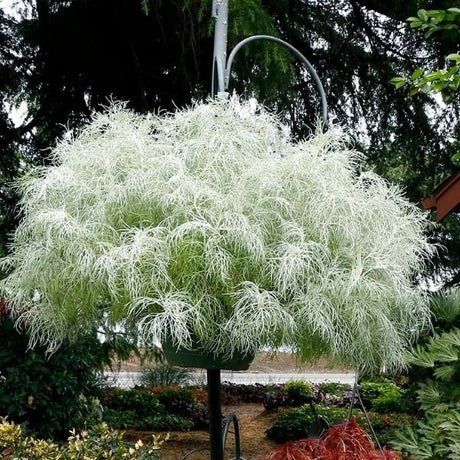Artemisia Makana&trade; Silver - Nature Hills Nursery - #1 Container - 