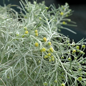 Artemisia Makana&trade; Silver - Nature Hills Nursery - #1 Container - 